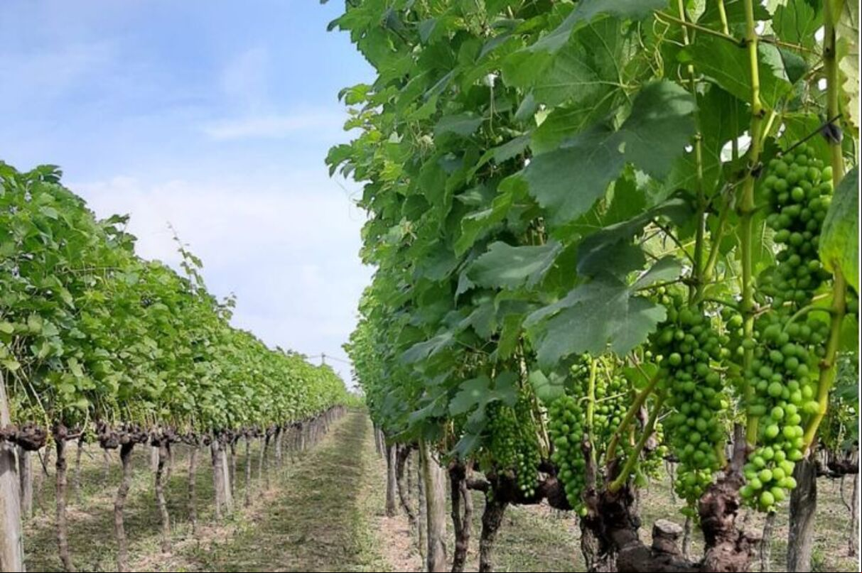 Parreiras carregadas de uvas Sauvignon Blanc na vinícola Stella Valentino
