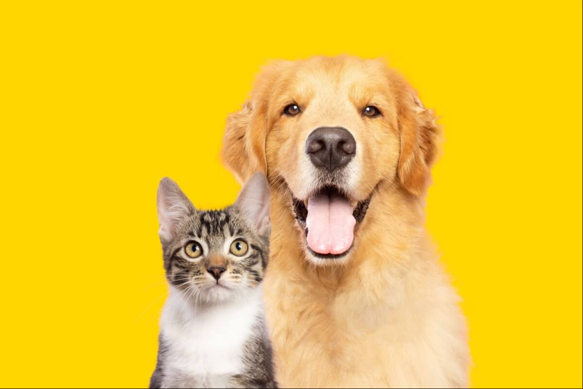 As doenças renais afetam uma parcela significativa da população de pets