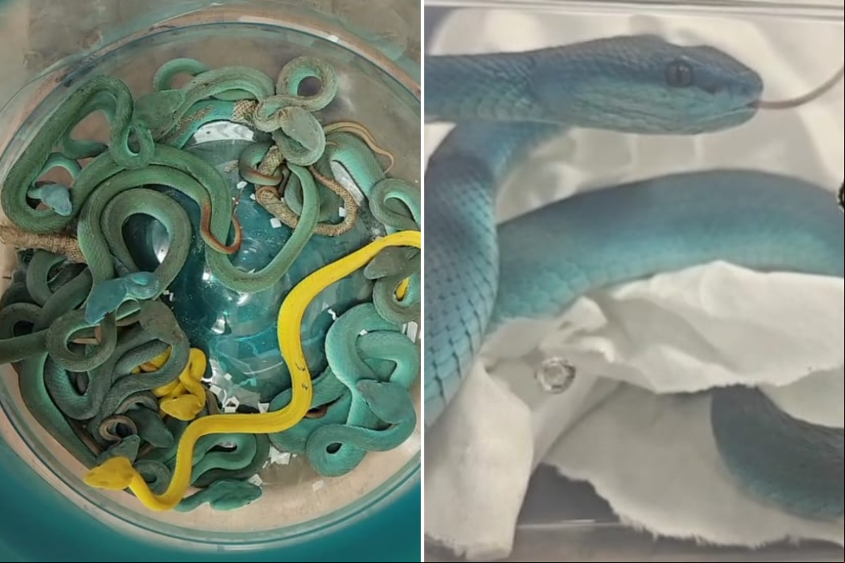 Fotos divulgadas após a apreensão mostram os animais contrabandeados, incluindo um balde contendo cobras venenosas de coloração azul e verde
