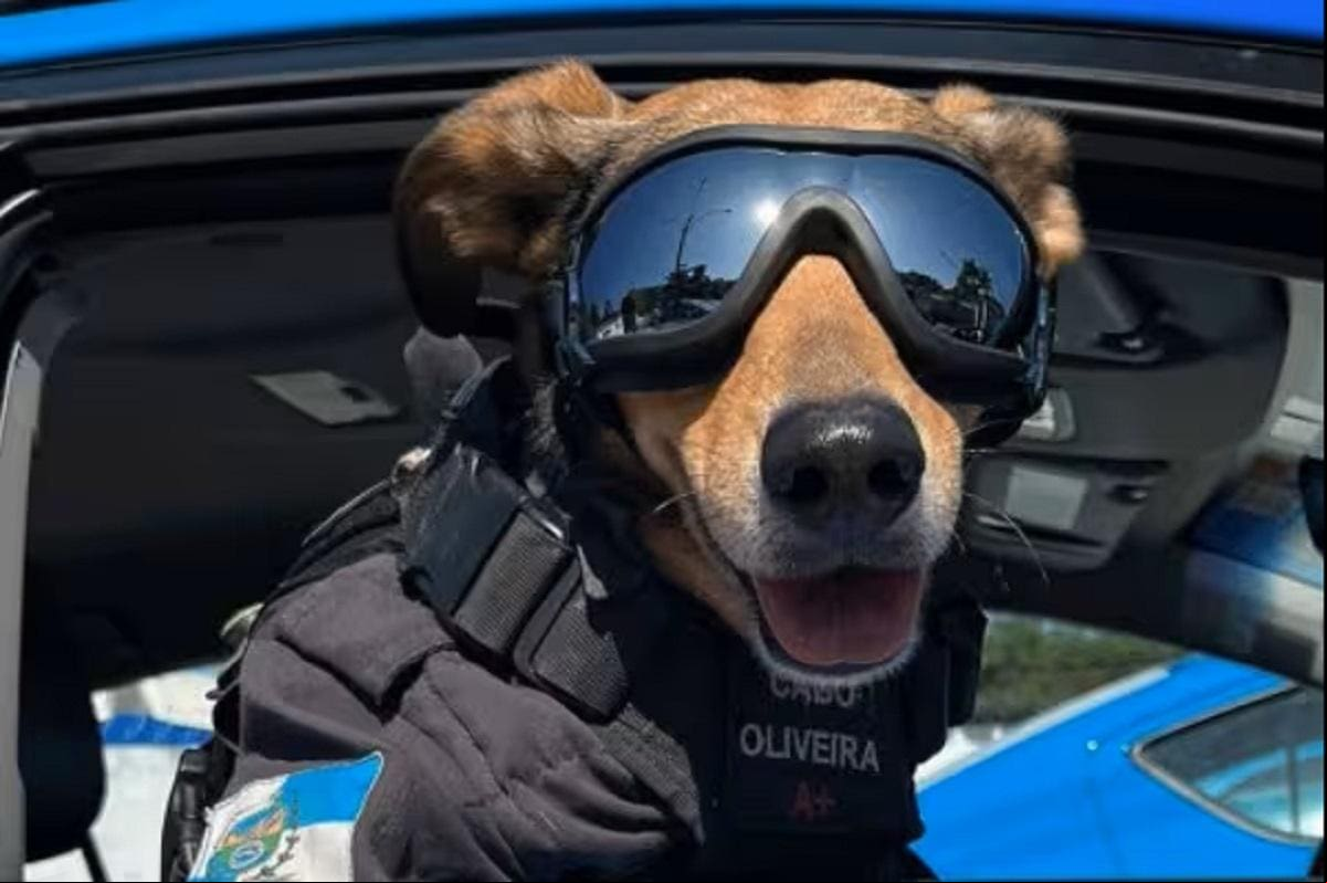 Cães do tipo vira-lata caramelo aparecem nas mais diversas situações e um deles chegou a ser adotado pela PM do Rio