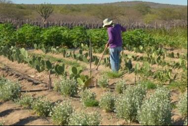 Foi vetado o aumento de 25% para 100% de desconto das multas e encargos sobre os débitos acumulados com o Funrural