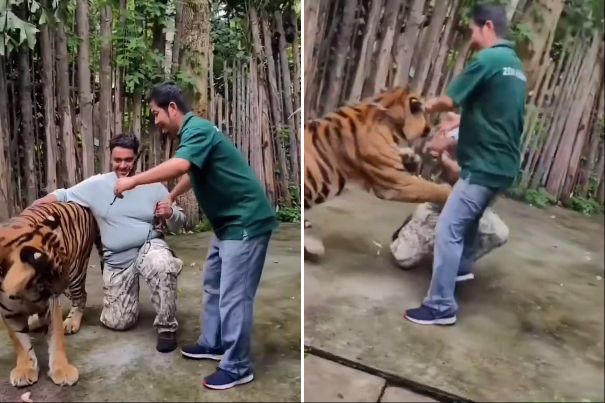 Vídeo que circula nas redes sociais mostra momento em que Tigre ataca homem 