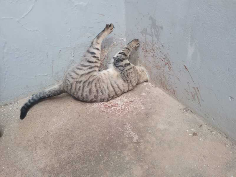 Gato fica com cabeça presa em cano de PVC e é resgatado em MG